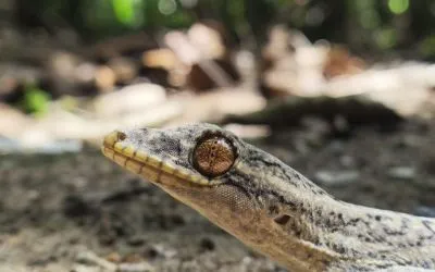 Сказка для взрослых. Отзыв о 3-хмесячном ретрите в Перу