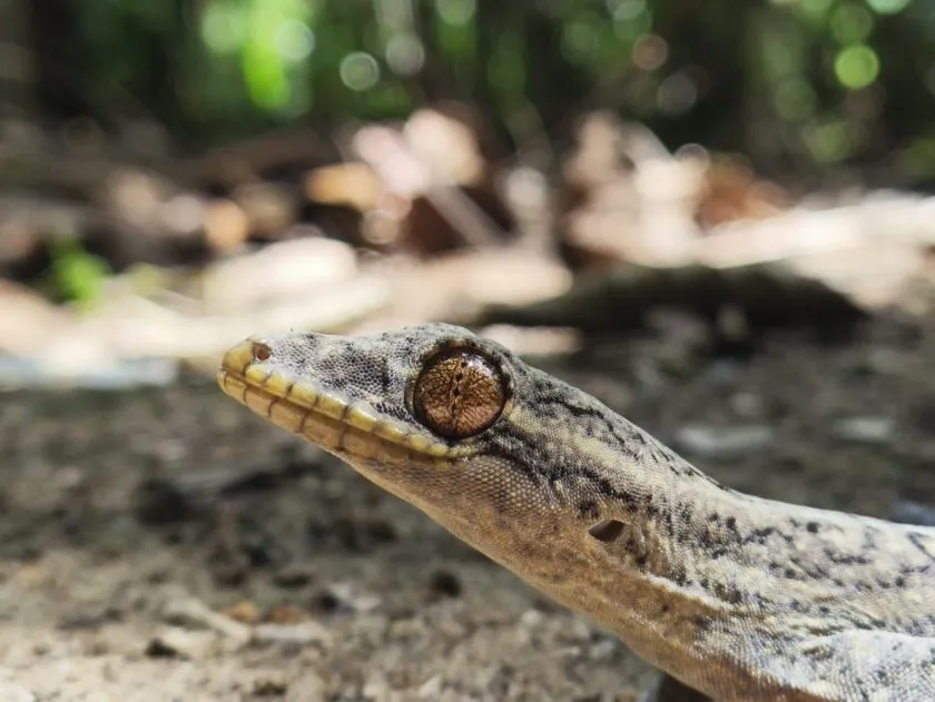 ящерица в джунглях Перу, отзыв о ретрите 3 месяца в Перу